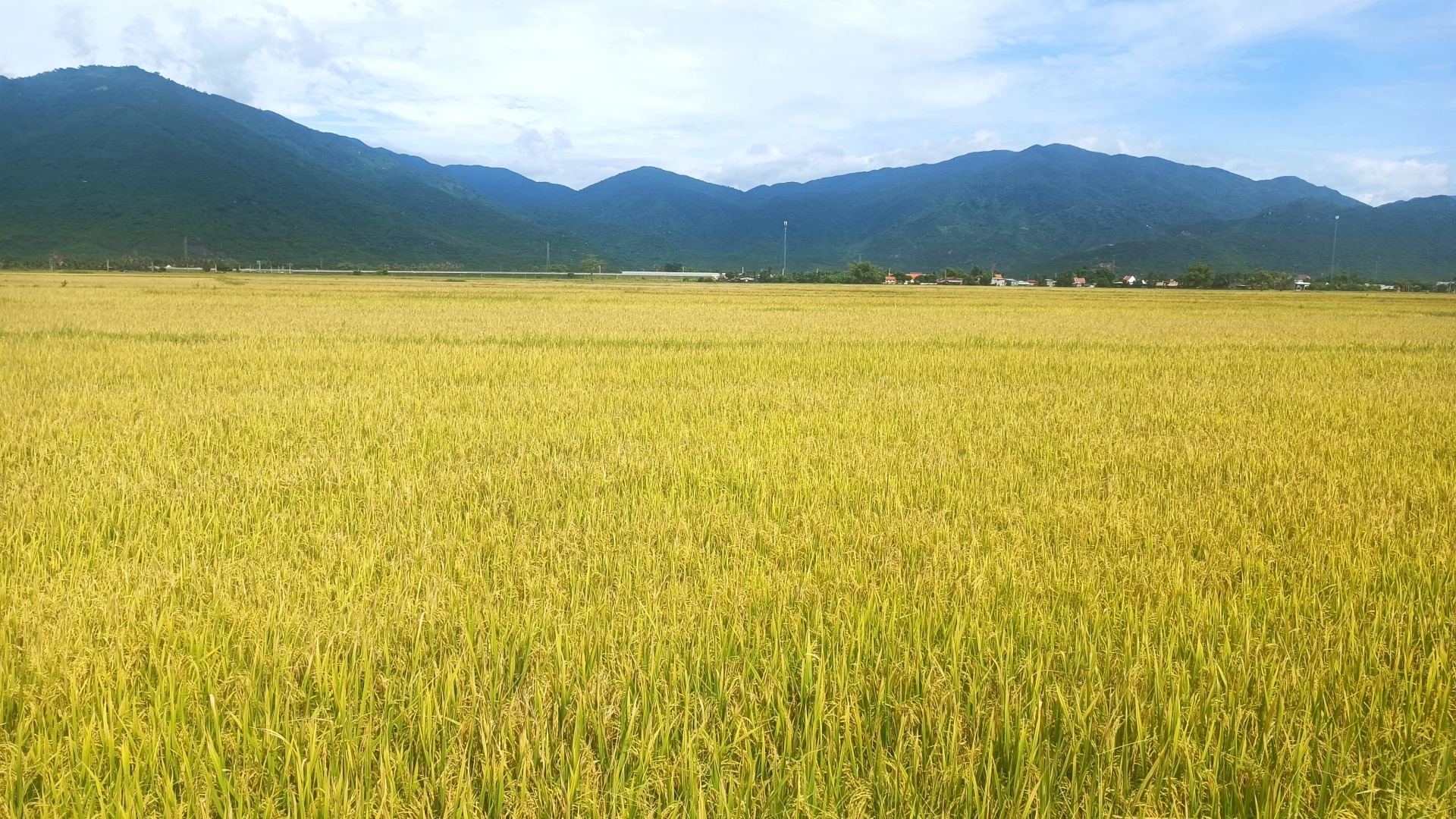 ឃុំ Van Ninh ត្រូវ​បាន​គេ​រំពឹង​ថា​នឹង​បញ្ចប់​ការ​ប្រមូល​ផល​ស្រូវ​រដូវ​ក្តៅ​ដល់​រដូវ​ស្លឹកឈើ​ជ្រុះ​មុន​ថ្ងៃ​ទី ១៥ ខែ​កញ្ញា។