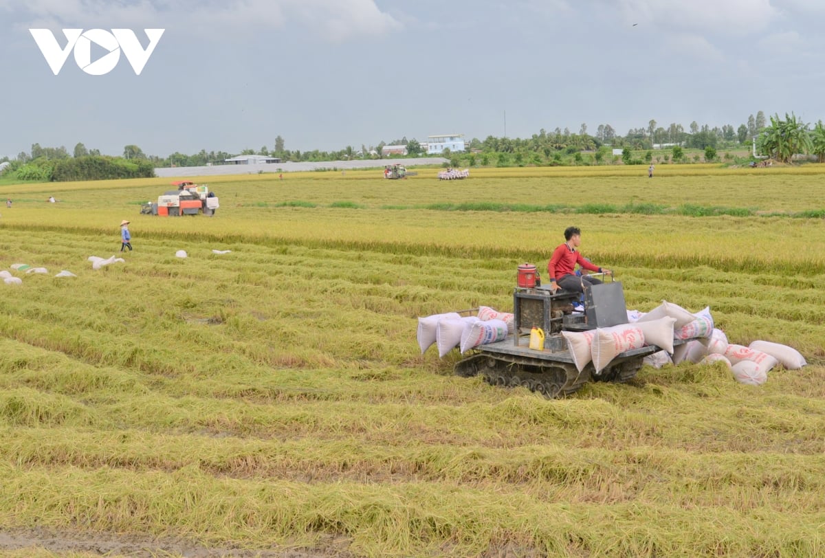 Pada tahun 2023, beras Vietnam akan menjadi yang terdepan dalam harga di dunia untuk pertama kalinya