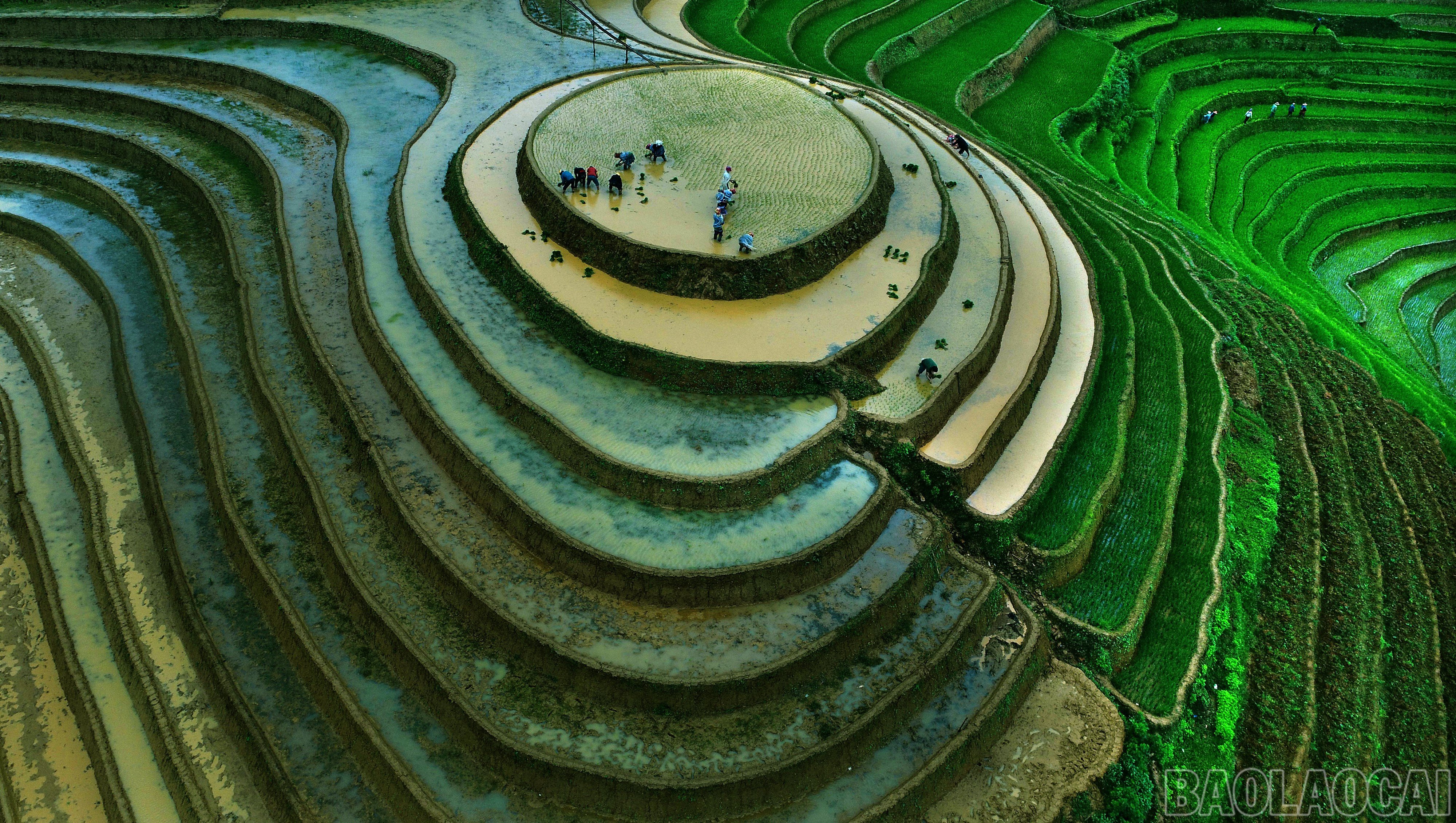 baolaocai-br_dji-0073.jpg