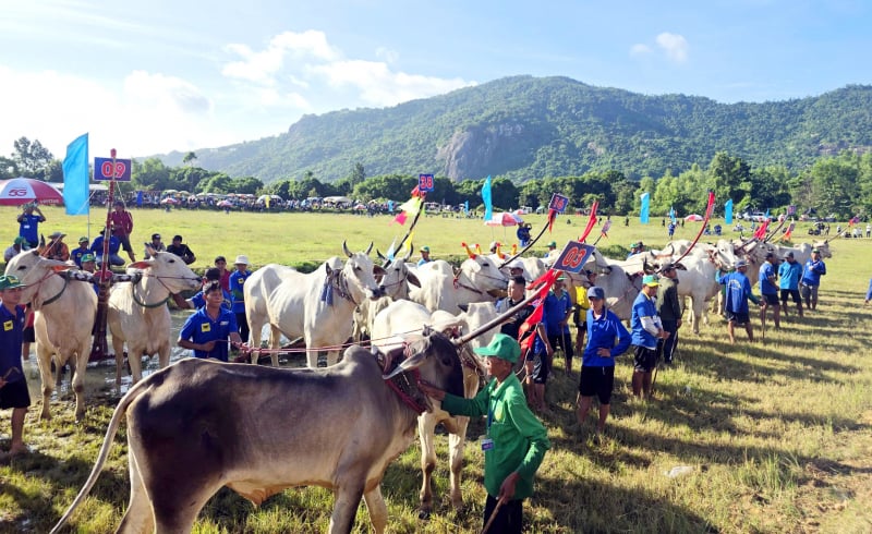 ការ​ប្រកួត​ប្រជែង​គ្នា​យ៉ាង​ខ្លាំង​នៅ​មហោស្រព​ប្រណាំង​រថយន្ត Bay Nui Bull ឆ្នាំ 2025 -2