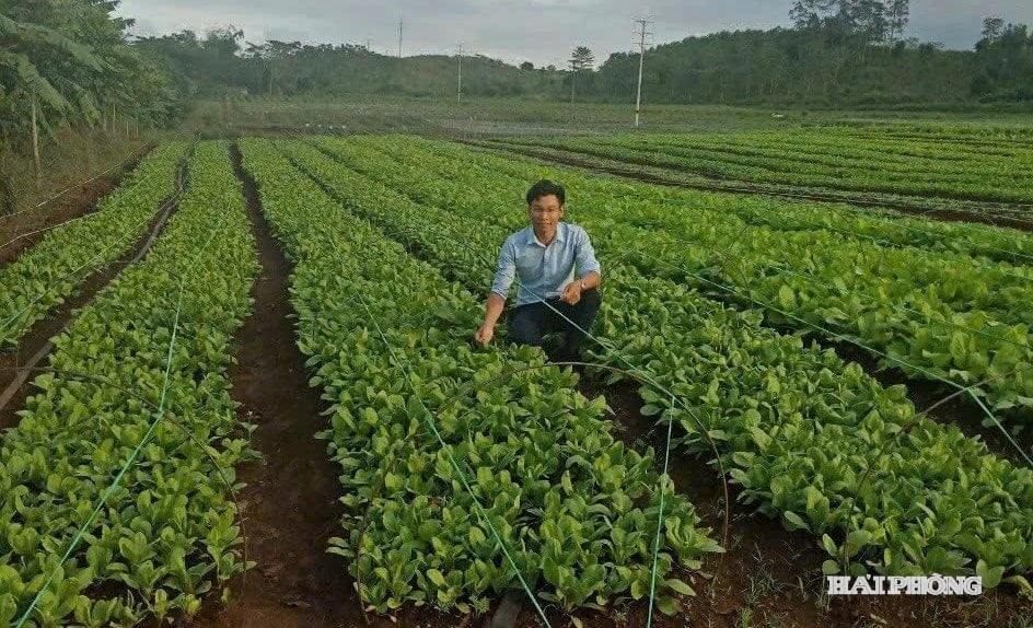 Vùng liên kết trong rau sạch của Hợp tác xã nông lâm thủy sản Nam Việt
