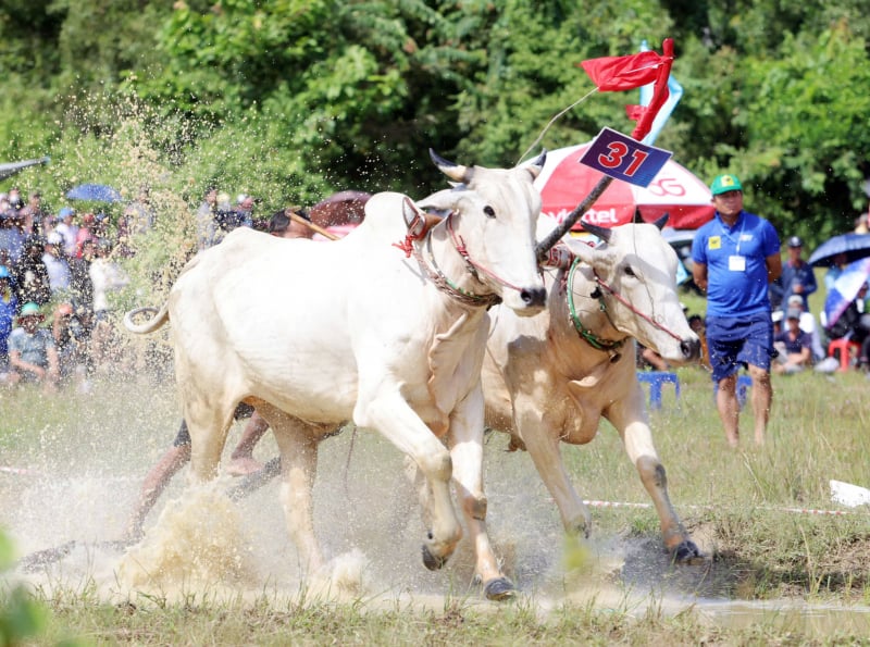 ការ​ប្រកួត​ប្រជែង​ក្នុង​កម្មវិធី Bay Nui Bull Racing Festival ឆ្នាំ 2025 -4