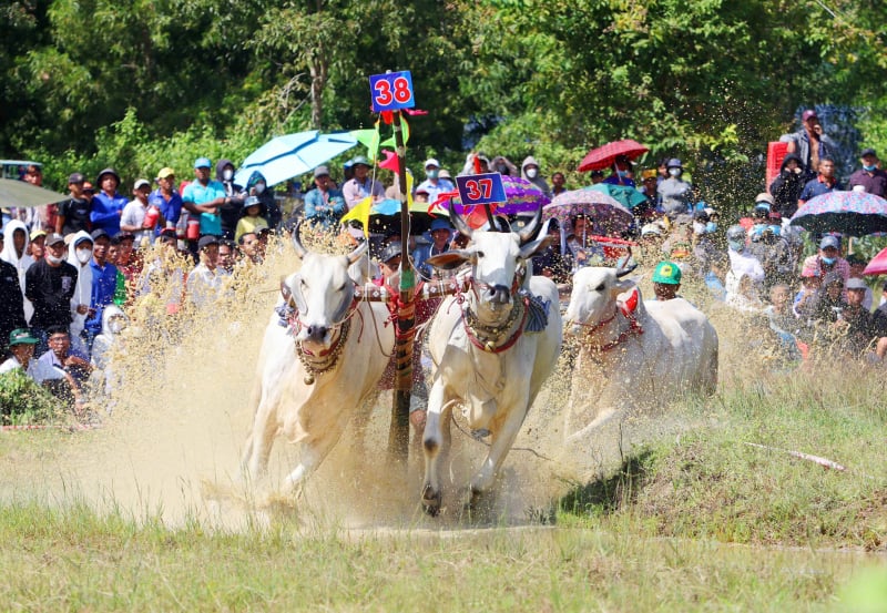 ការ​ប្រកួត​ប្រជែង​ក្នុង​កម្មវិធី Bay Nui Bull Racing Festival ឆ្នាំ 2025 -5