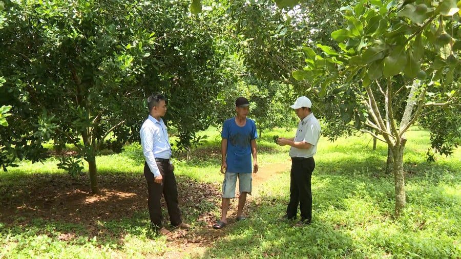 mac-ca-ben-re-o-vinh-son.jpg