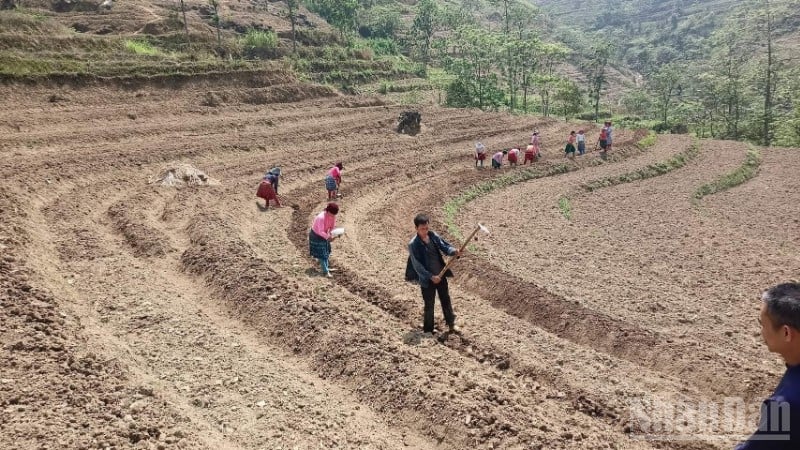 Đồng bào các dân tộc tỉnh Cao Bằng chuyển đổi đất rẫy trồng cây lương thực sang trồng cây dược liệu, mang lại hiệu quả kinh tế cao.