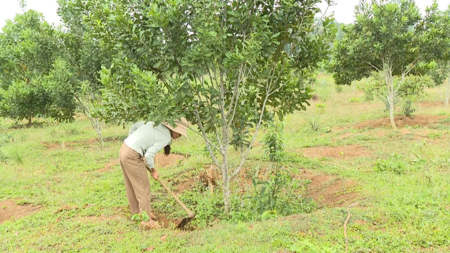 mac-ca-vinh-son.jpg