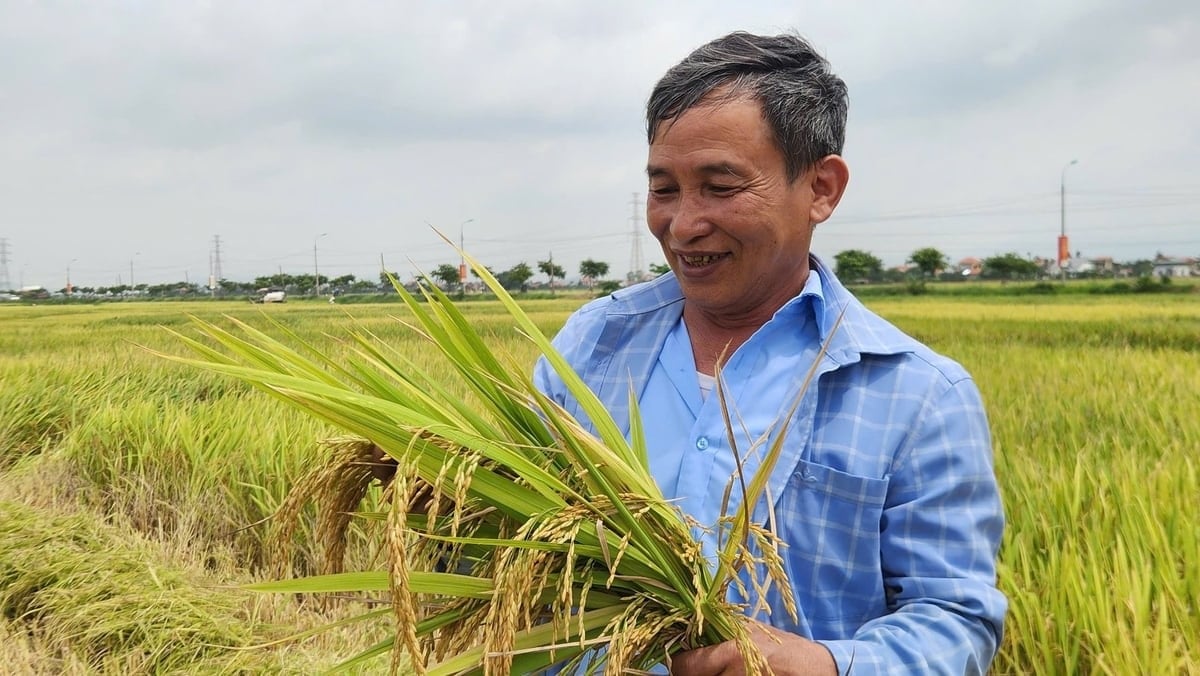 Giá lúa gạo hôm nay 21/9: Tín hiệu tích cực từ xuất khẩu