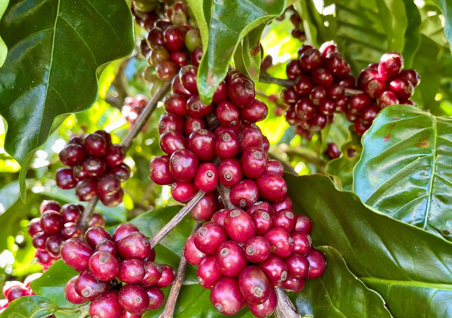 ngay-21-9-gia-ca-phe-trong-nuoc-lao-doc-manh-5000-dongkg.jpg
