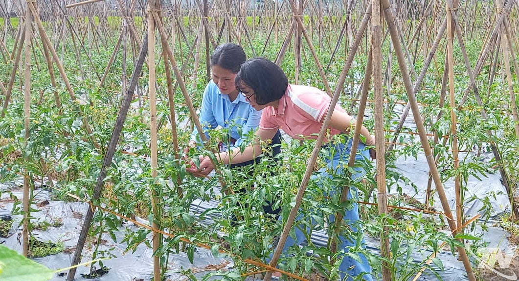 Paní Nguyen Thi Chuyen, úřednice odboru pro řízení kvality zemědělských, lesnických a rybářských produktů (Ministerstvo zemědělství a životního prostředí)