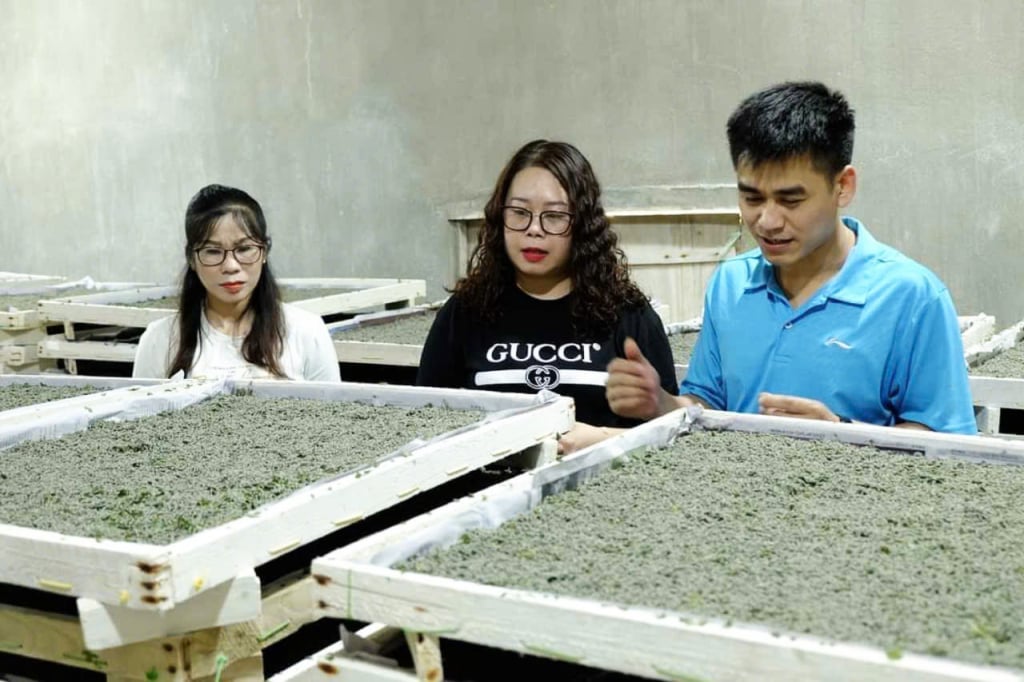 Hợp tác xã Nông nghiệp 118 quy hoạch lại vườn, xây dựng nhà ươm nuôi và sản xuất kén tằm, ứng dụng khoa học công nghệ và trang bị phục vụ sản xuất.
