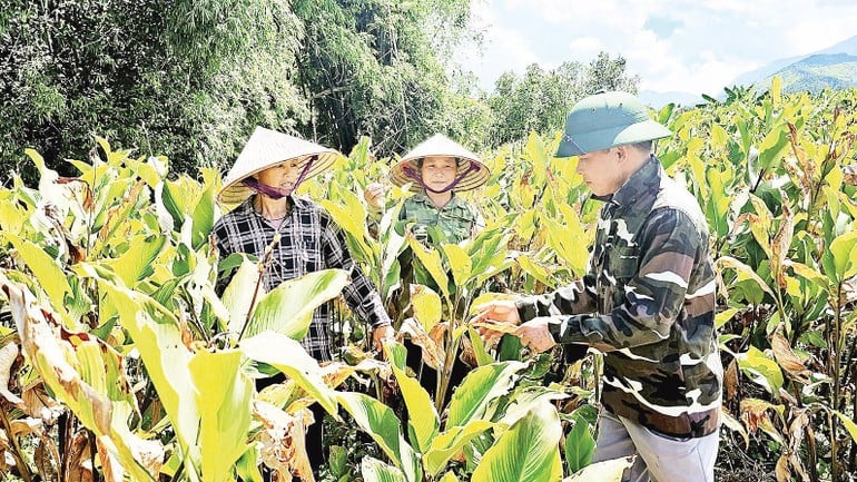 លោក Ly Minh Nhi នៅភូមិ Chuong ឃុំ Luc Hon ខេត្ត Quang Ninh ដាំដើមព្រួញដើម្បីលើកកំពស់ជីវភាពរបស់គាត់។ (រូបថត៖ nhandan.vn)