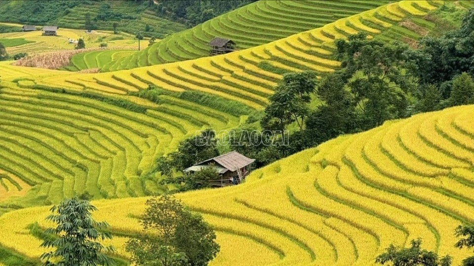 baolaocai-c_z7035980145819-f26791a106a19e2928d6c3cde8815c50-5576.jpg