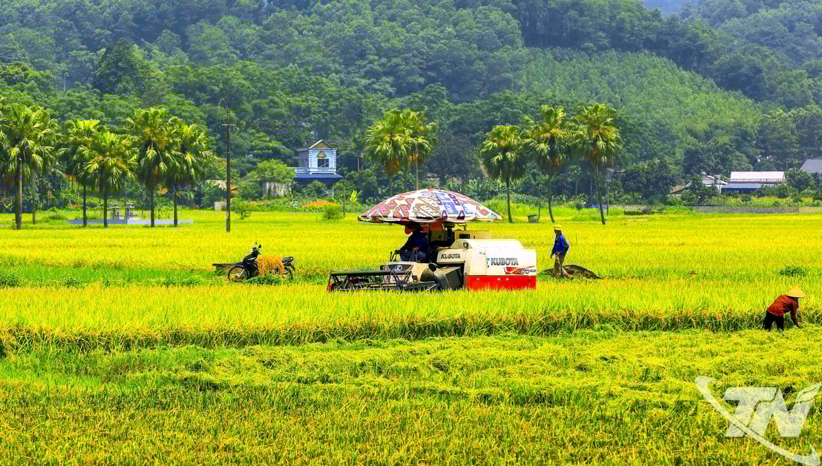 រដូវមាសនៅឃុំ An Khanh (រូបថត៖ TVH)
