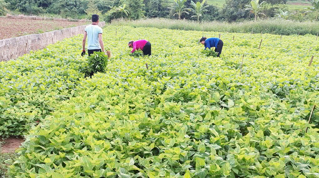 Hợp tác xã nông nghiệp 118 liên kết thực hiện mô hình trồng dâu nuôi tằm giúp người dân nâng cao thu nhập.