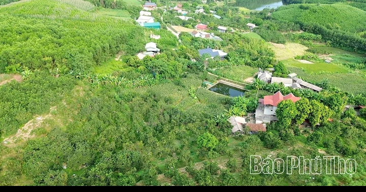 Ngọt, thơm mùa bưởi