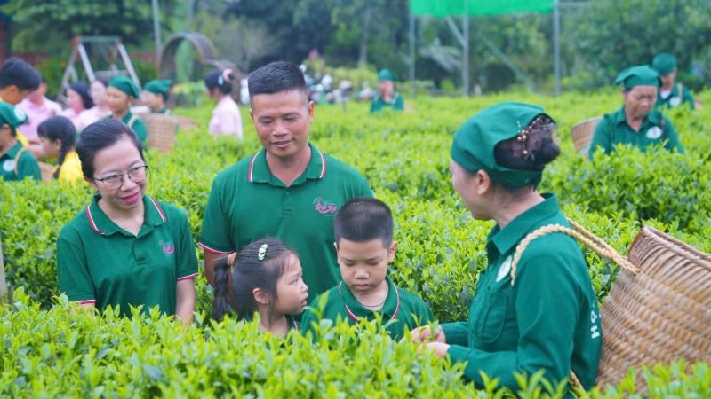 គំរូដាំតែឆៅរបស់សហករណ៍តែ Hao Dat (ខេត្ត Thai Nguyen)។ (រូបថត៖ THANH HAO)