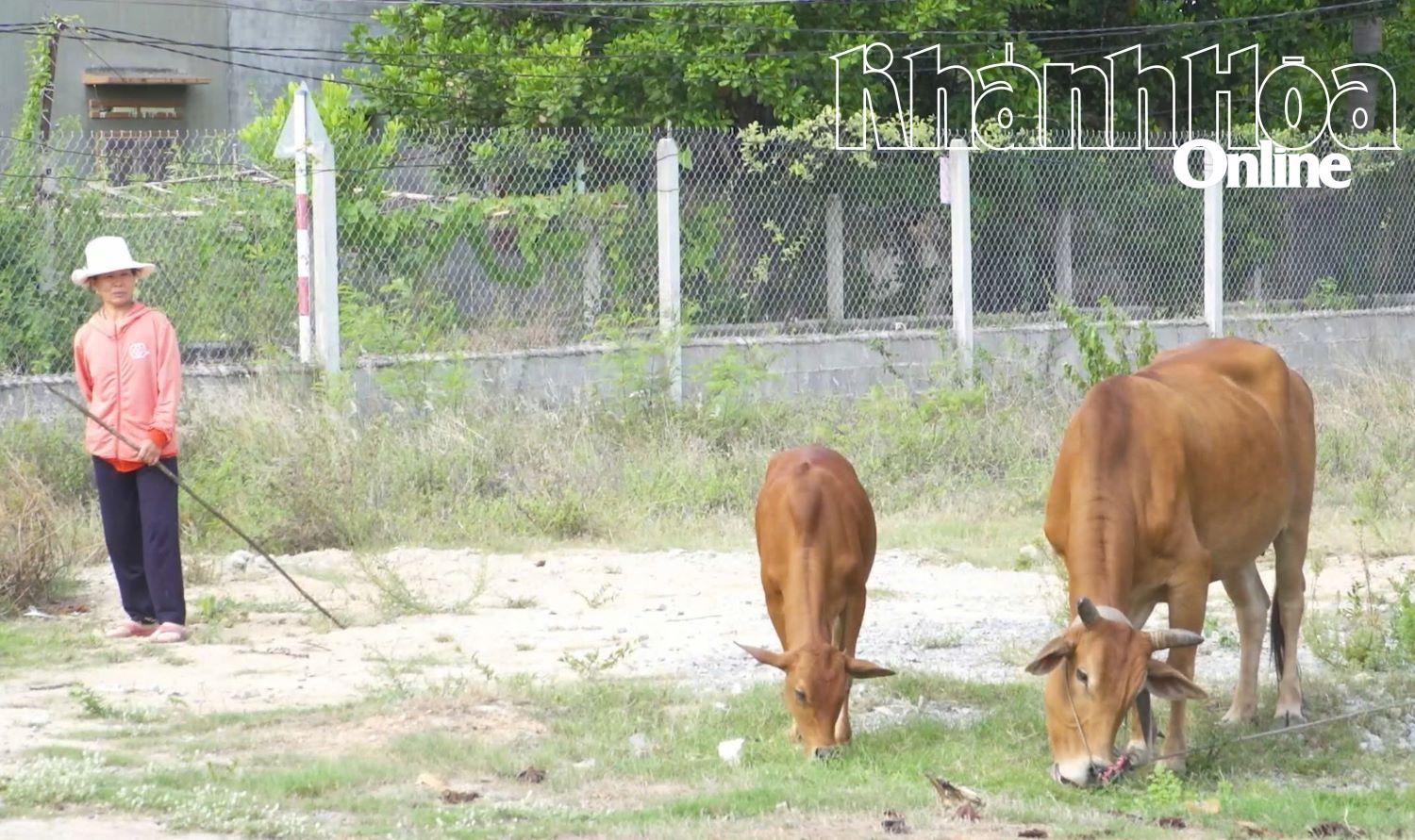 Bà Huỳnh Thị Chung vay vốn Ngân hàng Chính sách xã hội để chăn nuôi và đã thoát nghèo.