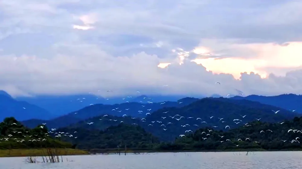 សត្វស្វាពណ៌សរាប់ពាន់ក្បាលកំពុងហោះហើរយ៉ាងស្រស់ស្អាត