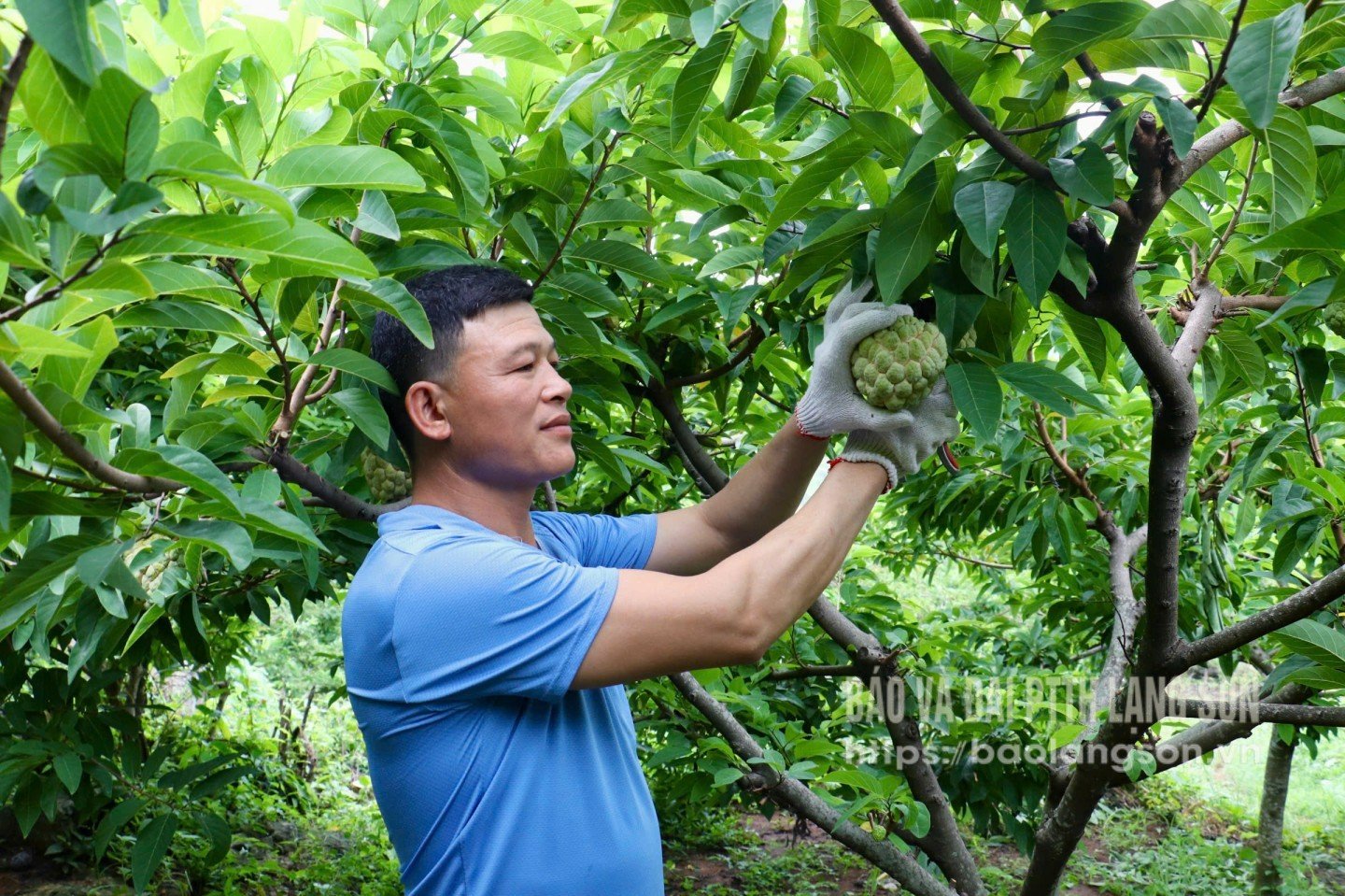 Modell des Anbaus von Zimtäpfeln nach VietGAP-Standards der Bevölkerung der Gemeinde Van Linh