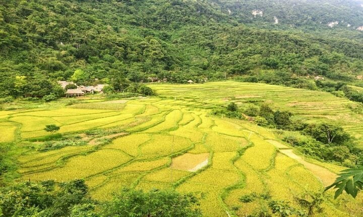 ដំណើរទេសចរណ៍រយៈពេល 1 ថ្ងៃដើម្បីមើលវាលស្រែទុំនៅ Pu Luong ដែលចេញដំណើរពីទីក្រុងហាណូយមានតម្លៃទាបបំផុតប្រហែល 990,000 ដុង/ម្នាក់ ជាមួយនឹងសេវាកម្មរួមបញ្ចូលទាំងអស់។ (រូបថត៖ PYS Travel)