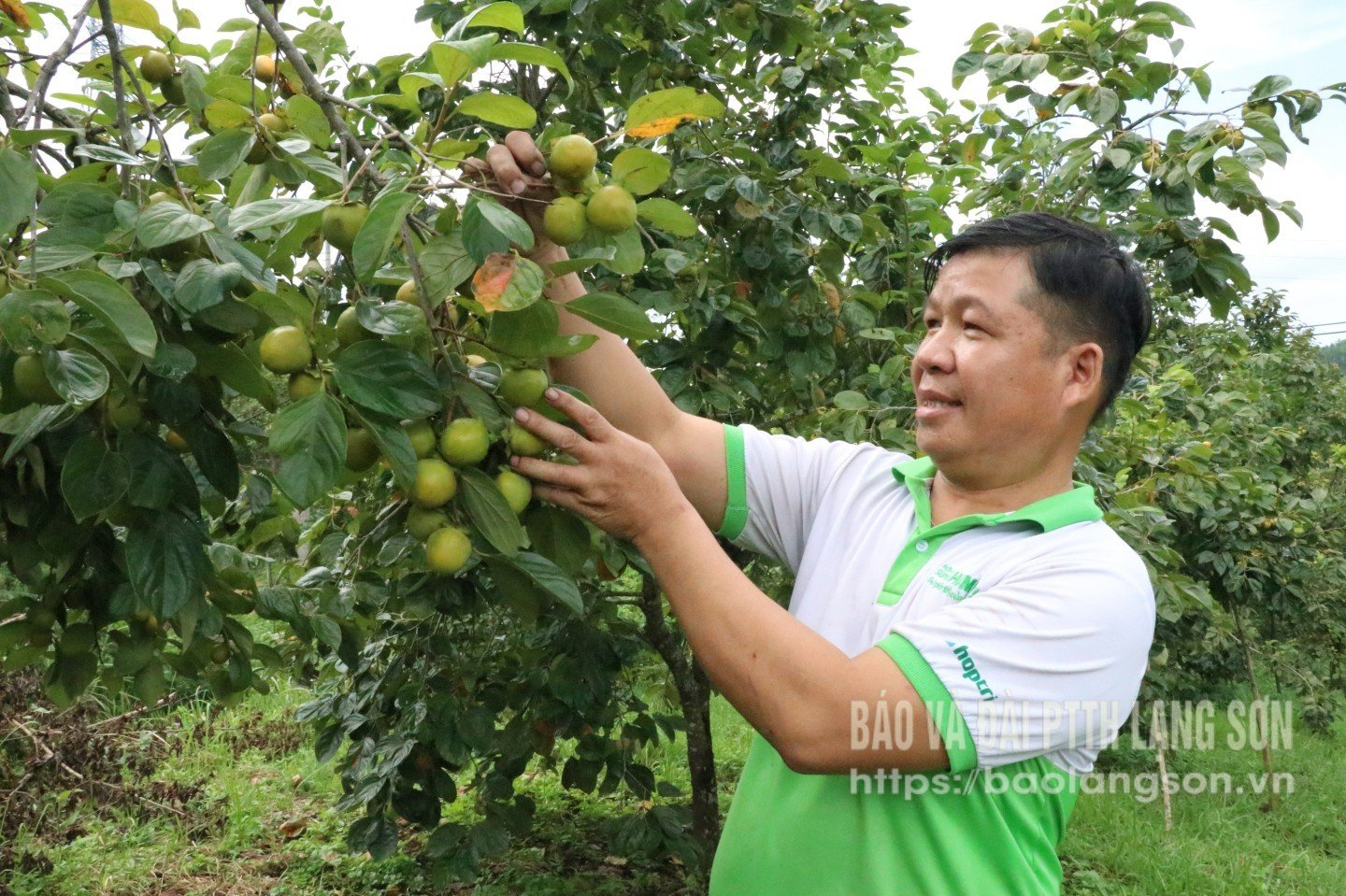 Die Menschen in der Gemeinde Hoang Van Thu ernten Vanh-Khuyen-Kakis