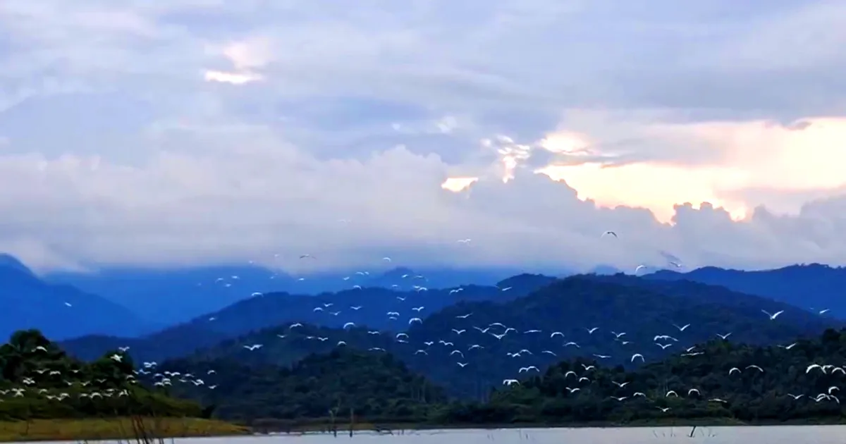 Hàng ngàn con cò trắng bay lượn rợp lòng hồ Ngàn Trươi