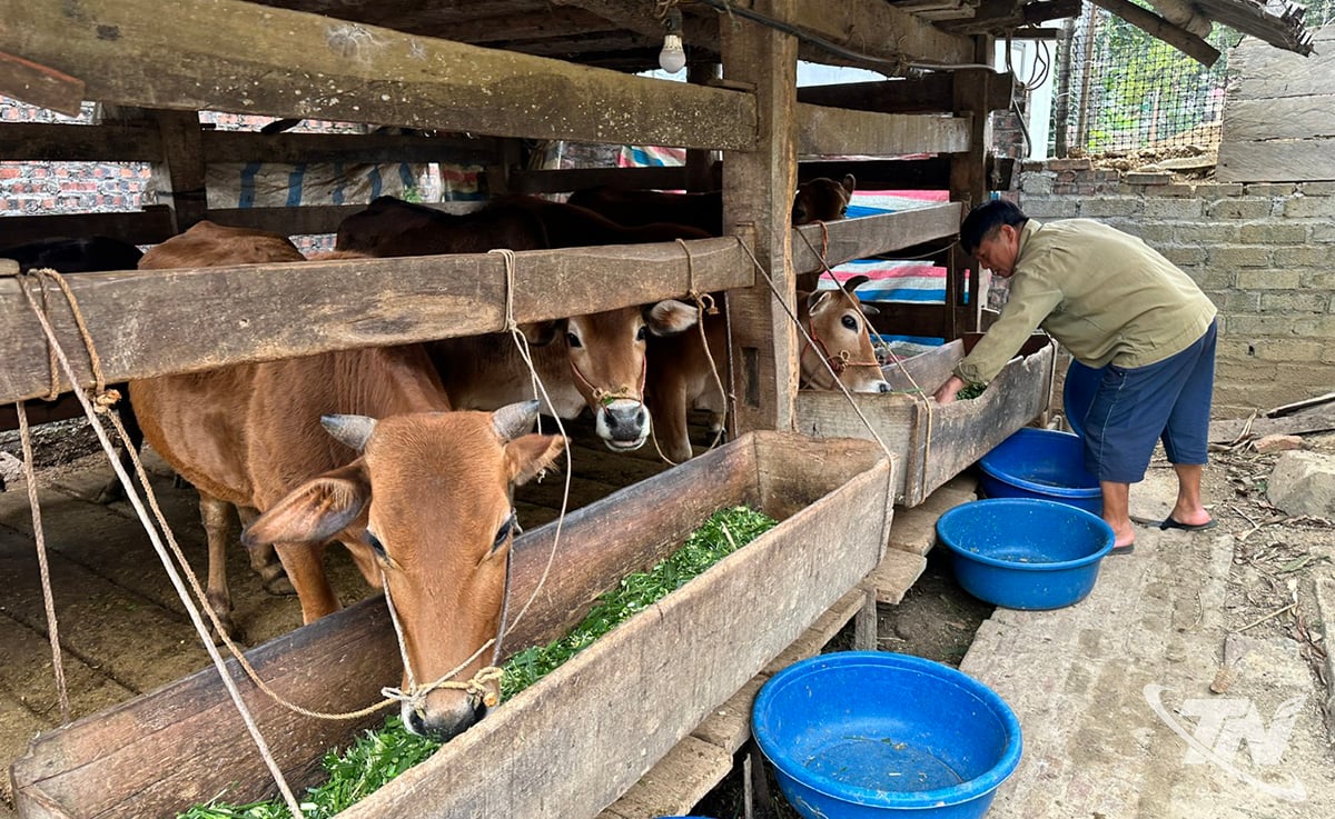 គំរូ​គោ​ធាត់​ជួយ​គ្រួសារ​ជា​ច្រើន​ក្នុង​ឃុំ Nghien Loan ឲ្យ​រួច​ផុត​ពី​ភាព​ក្រីក្រ។
