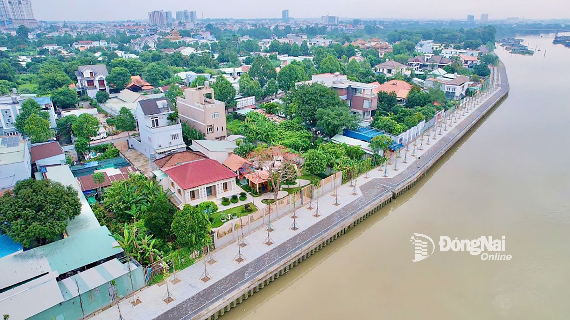 Trees are planted at too high a density on the riverside road of the Dong Nai River Reinforcement Project from Phuoc Lu communal house to the residential area along Rach Cat river. Photo: Pham Tung 