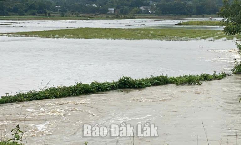 ທົ່ງນາລະດູໜາວຢູ່ຕາແສງ ລຽນເຊີນລາ ຖືກນໍ້າຖ້ວມຍ້ອນຝົນຕົກໜັກໃນຊຸມມື້ທີ່ຜ່ານມາ.