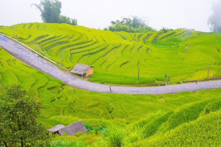 Y Ty (Lao Cai) ក៏ជាកន្លែងមើលរដូវស្រូវទុំនៅភាគពាយ័ព្យ ដែលទាក់ទាញភ្ញៀវទេសចរ។ កន្លែង​នេះ​មាន​វាល​រាបស្មើ​លាតសន្ធឹង​ដូច​បន្ទះ​សូត្រ​ពណ៌​មាស។ (រូបថត៖ FB Le Huy Hoang)
