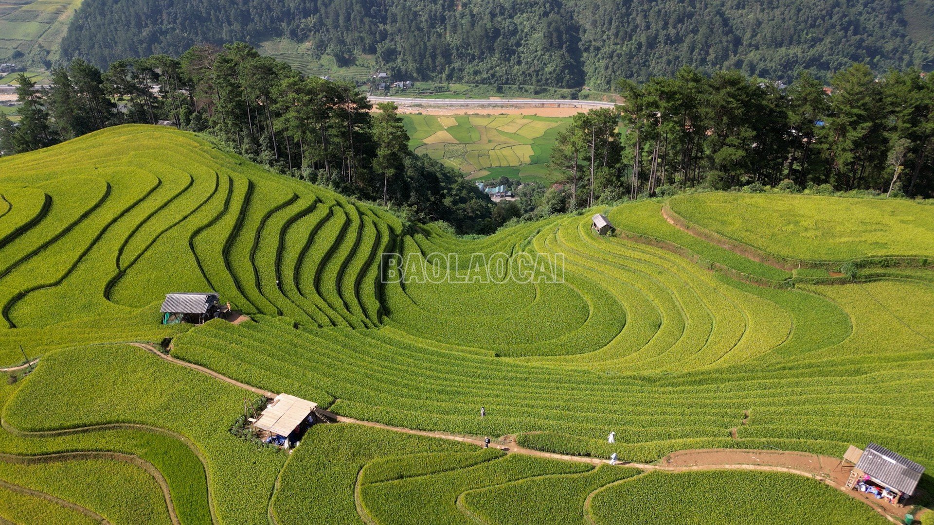 baolaocai-c_sequemong-ngua.jpg