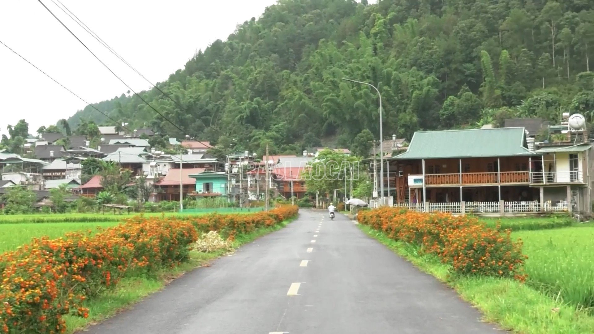 baolaocai-c_duong-chay.jpg