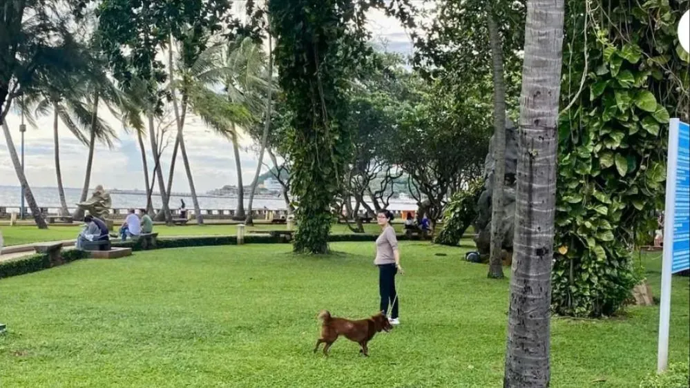 Hunde streunen durch den Park