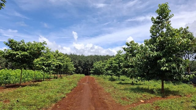សុបិន​ផ្លាស់​ប្តូរ​ការ​អប់រំ​នៅ​តំបន់​ព្រំដែន​ពី​សាលា​រៀន - រូបថត ២.