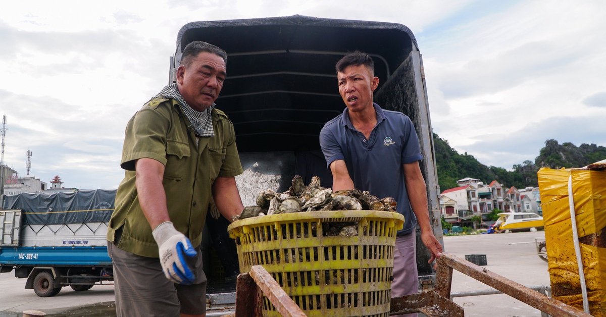 Đặc khu Vân Đồn tất bật trước bão Ragasa, lực lượng cứu hộ đã sẵn sàng