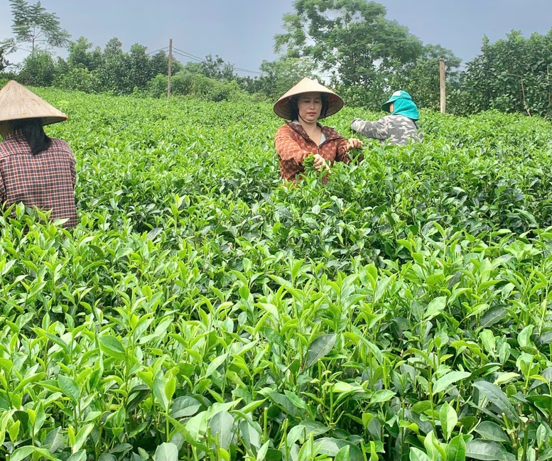 ផលិតផល OCOP នៃតំបន់ភ្នំនៃរាជធានី - ការផ្លាស់ប្តូរពីអត្តសញ្ញាណទៅម៉ាក - រូបថត 1 ។