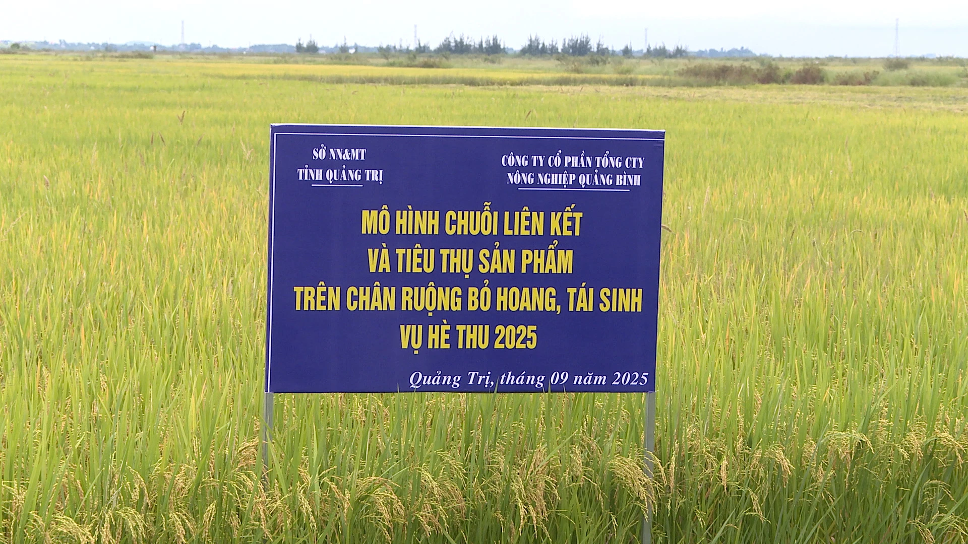 Das Modell der Verknüpfung der Reisproduktion in der Sommer- und Herbsternte wurde in der Gemeinde Ninh Chau in der Provinz Quang Tri umgesetzt – Foto: QV