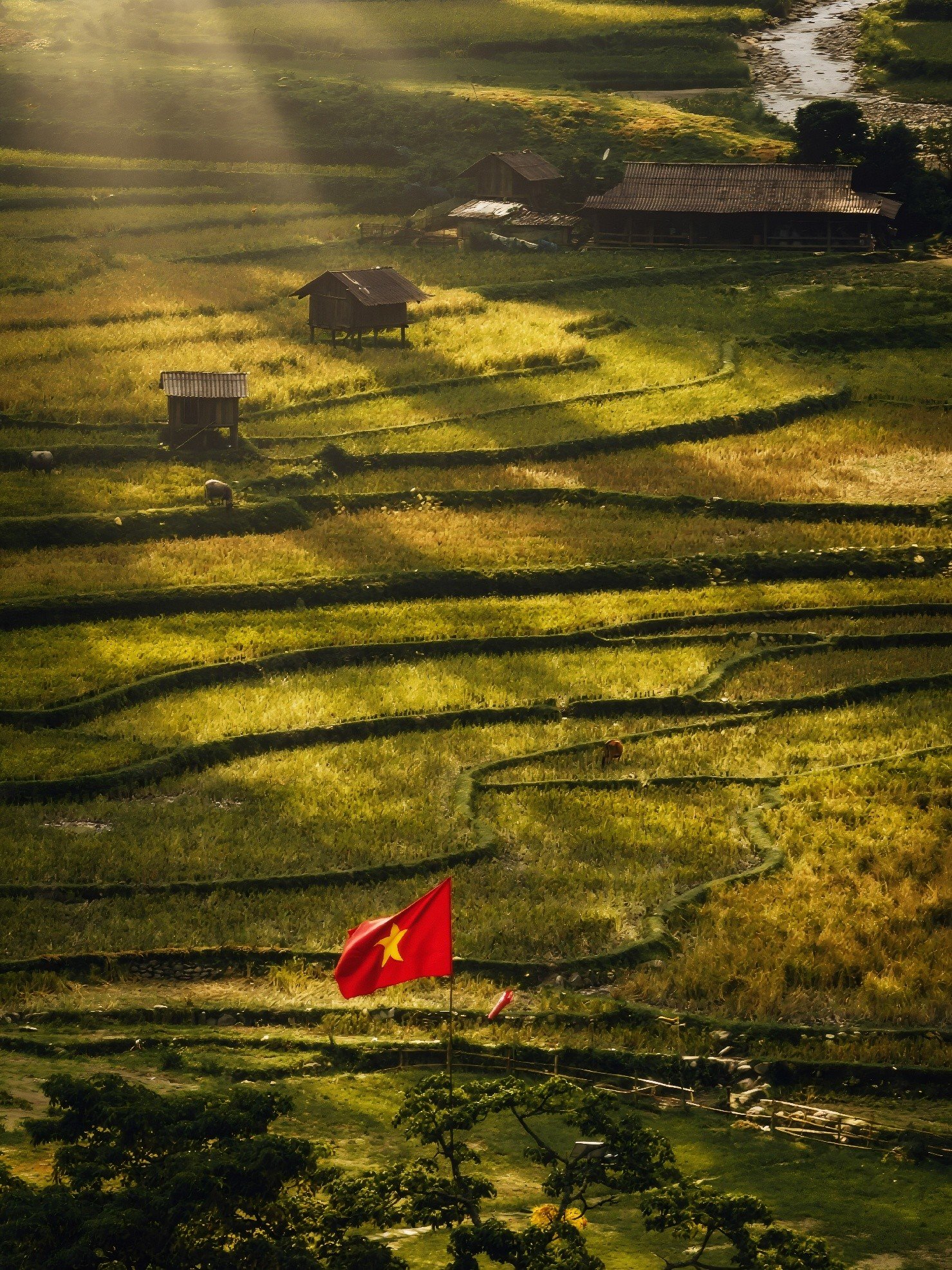mucangchai-7.jpg