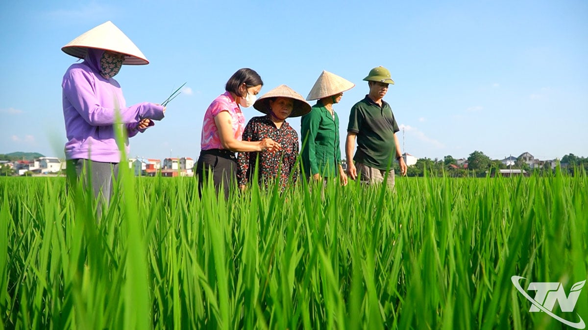 ប្រជាជនត្រូវបានបណ្តុះបណ្តាលលើបច្ចេកទេសដាំដុះ និងថែទាំស្រូវ ជួយលើកកំពស់ផលិតភាព និងគុណភាព។