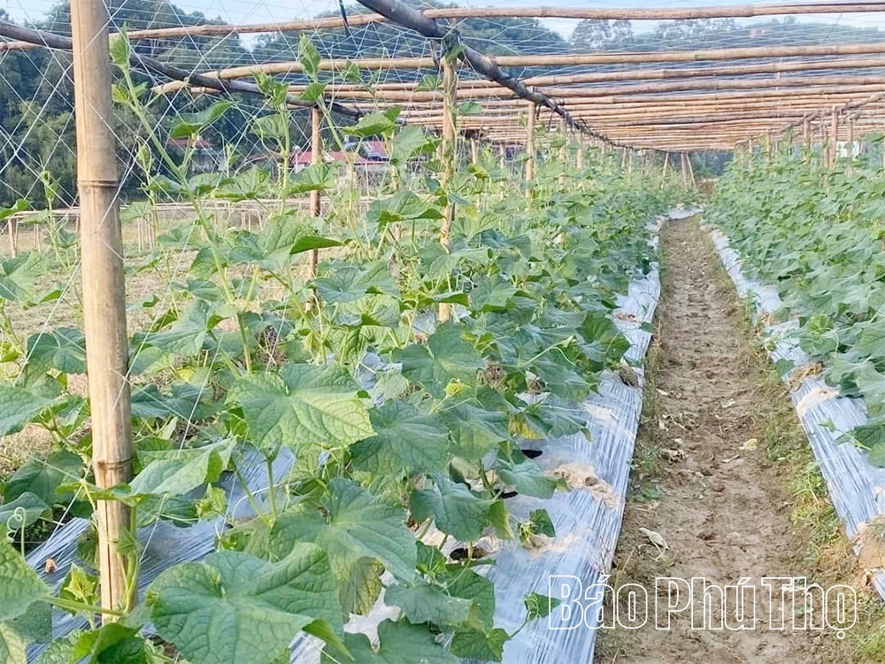 បើកដំណើរការអភិវឌ្ឍន៍ប្រកបដោយចីរភាពសម្រាប់ផលិតផលកសិកម្មក្នុងស្រុក