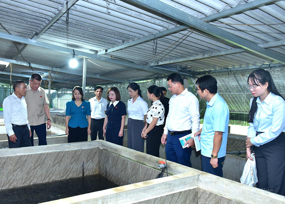 Đoàn khảo sát tham quan mô hình nuôi lươn của Hợp tác xã Nông Nghiệp và Dịch vụ Hoàng Thức, xã Yên Nguyên.