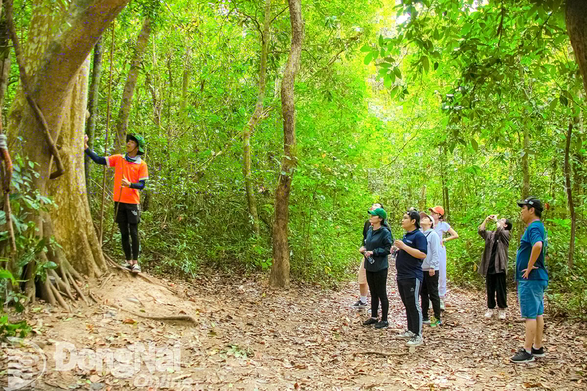 អ្នកទេសចររុករកព្រៃឈើនៅឧទ្យានធម្មជាតិវប្បធម៌ដុងណៃ។