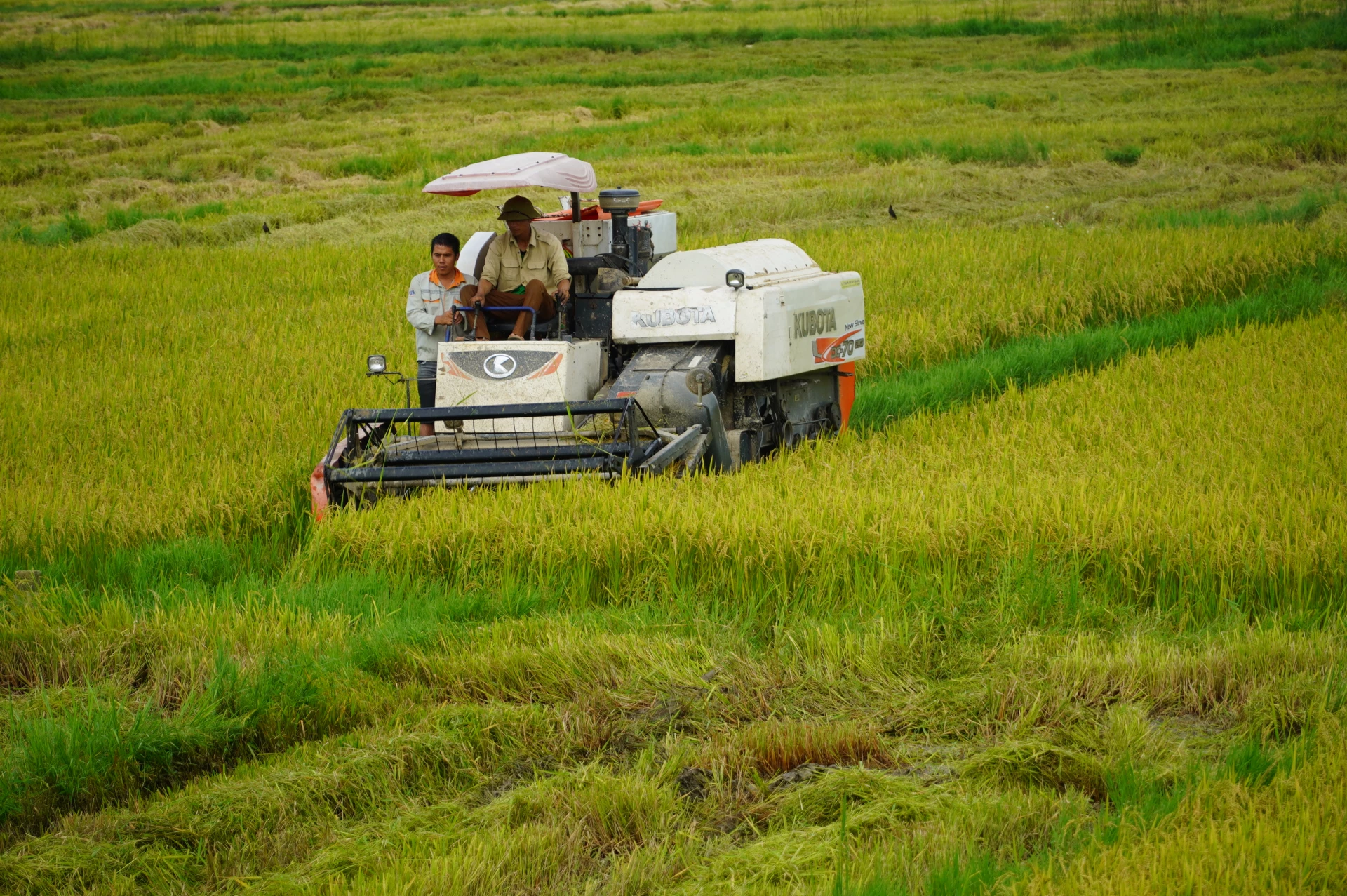 កសិករ​ឆ្លៀត​យក​ប្រយោជន៍​ពី​អាកាសធាតុ​អំណោយផល​ដើម្បី​ច្រូតកាត់​ - រូបថត៖ T.H
