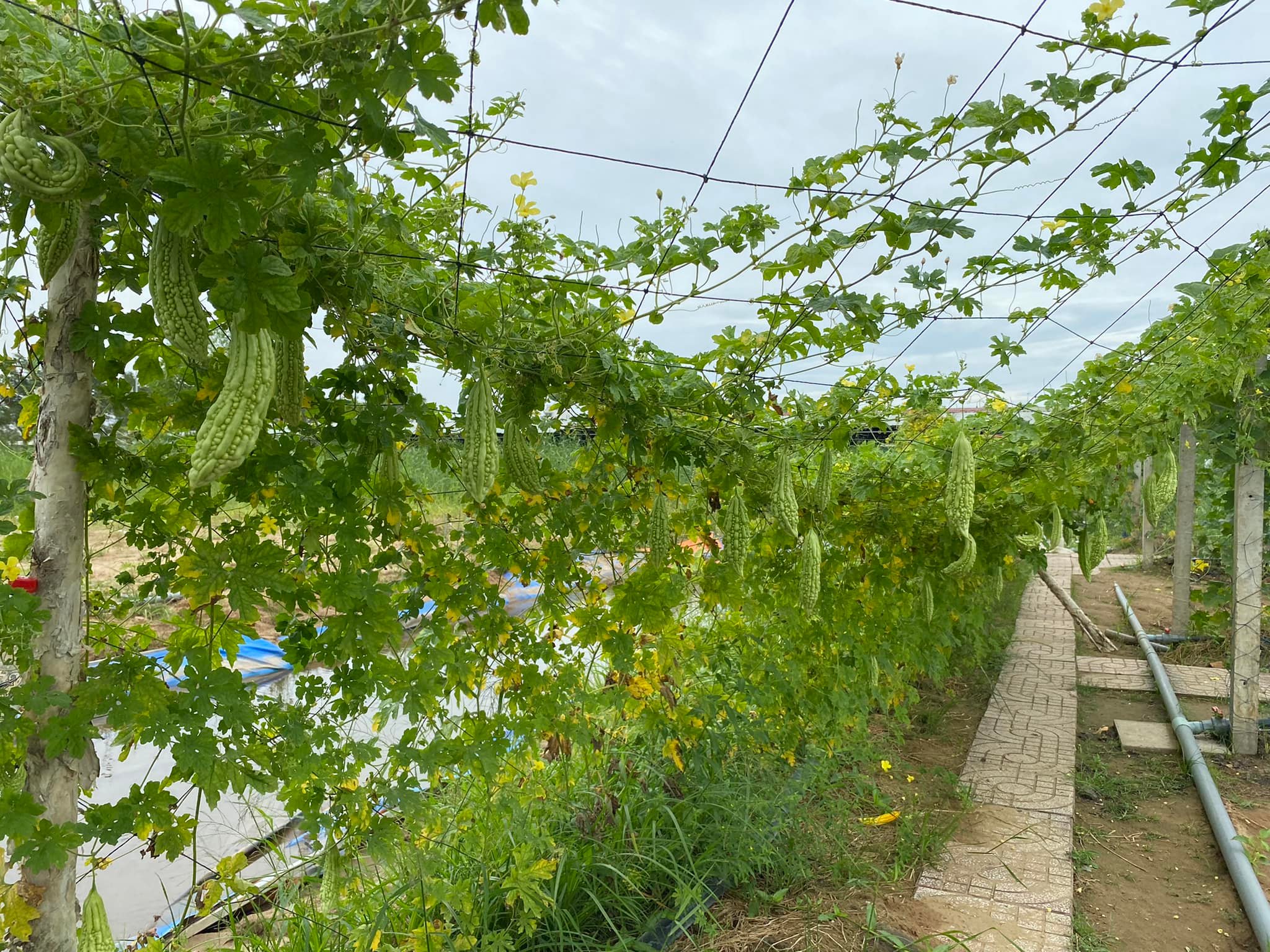 Bất ngờ với vườn rau sạch tự cung, thầy cô và sinh viên cùng chăm sóc - Ảnh 3.