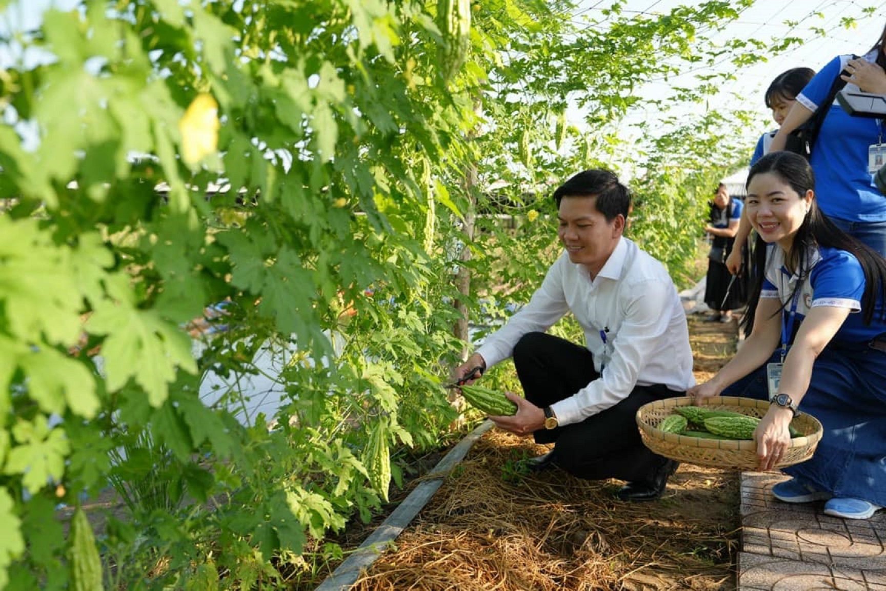 Bất ngờ với vườn rau sạch tự cung, thầy cô và sinh viên cùng chăm sóc - Ảnh 1.
