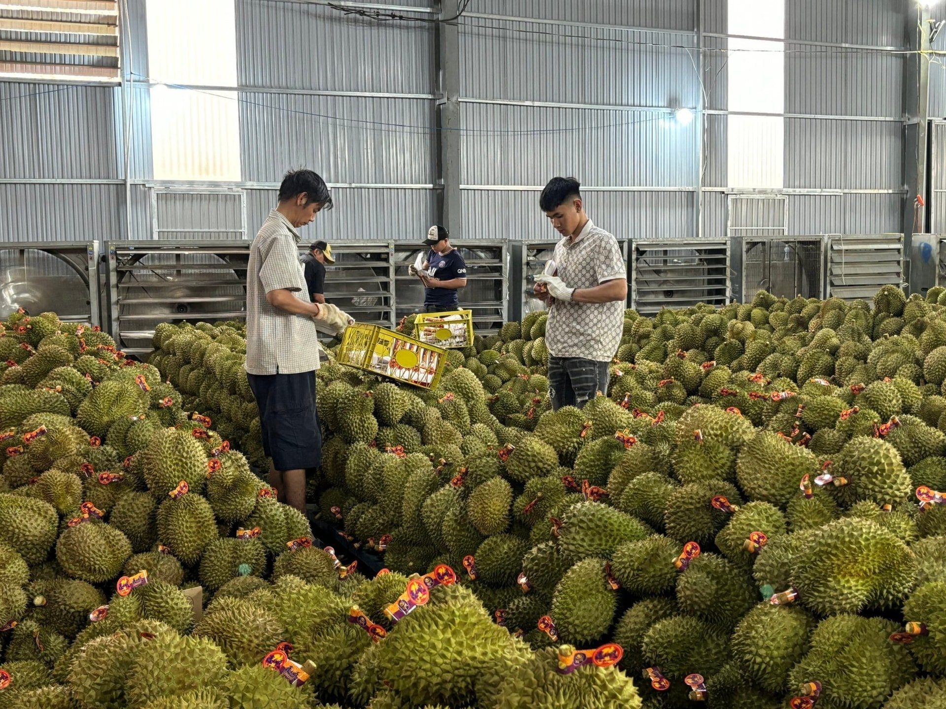 Young-fruits-preparing-to-go-to-the-road.jpg