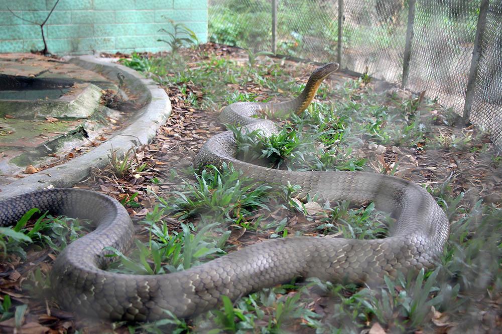 10 riddles about kittens and snakes.jpg