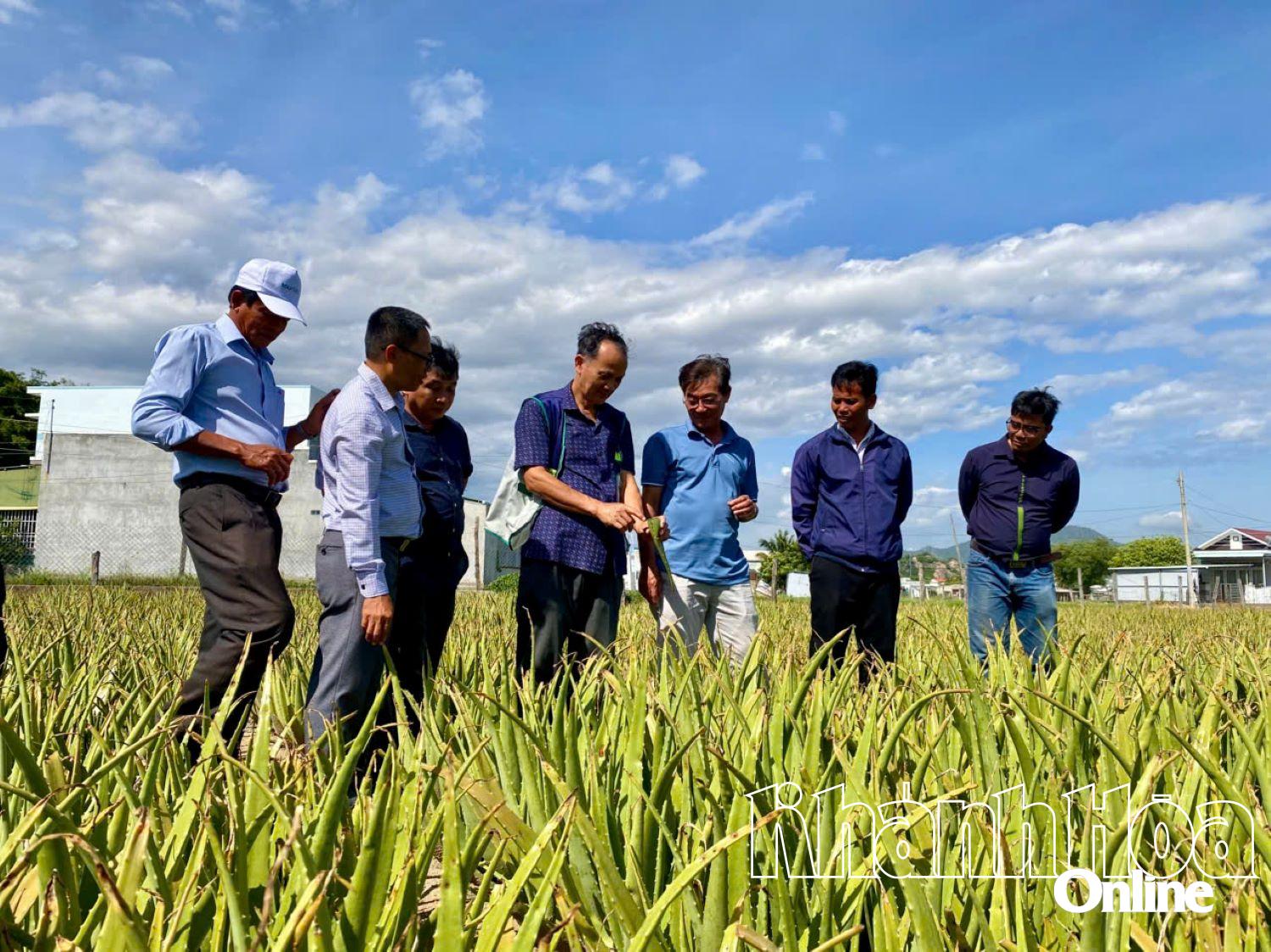សិស្សានុសិស្សទស្សនាតំបន់វត្ថុធាតុដើម aloe vera នៅក្រុមហ៊ុន Canh Dong Viet Food Joint Stock Company។