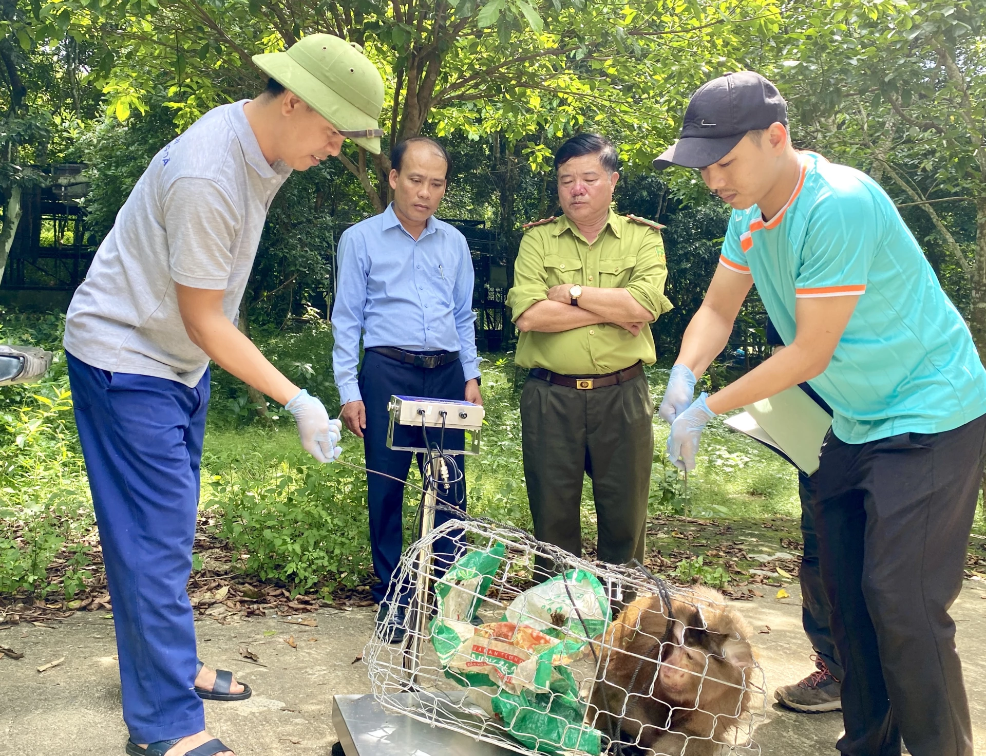 មជ្ឈមណ្ឌល​សង្គ្រោះ អភិរក្ស និង​អភិវឌ្ឍន៍​សត្វ​ទទួល​បាន​សត្វ​ស្វា​កន្ទុយ​ជ្រូក - រូបថត៖ H.N