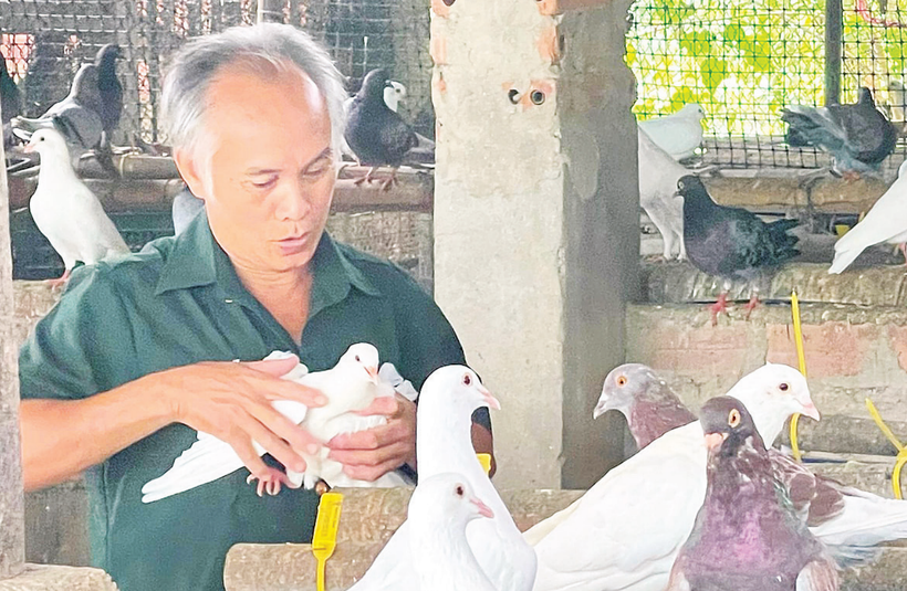 លោក Pham Quoc Hai ពិនិត្យគុណភាពសត្វព្រាបរបស់គ្រួសារគាត់។